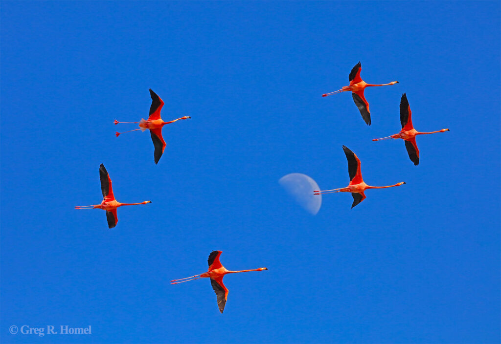 American Flamingos; Parque Natural Ría Lagartos, Yucatán, Mexico