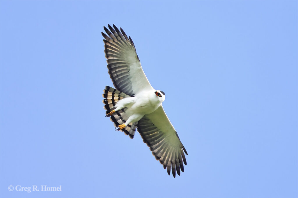 Black-and-White Hawk-Eagle; Calakmul, Campeche, Mexico