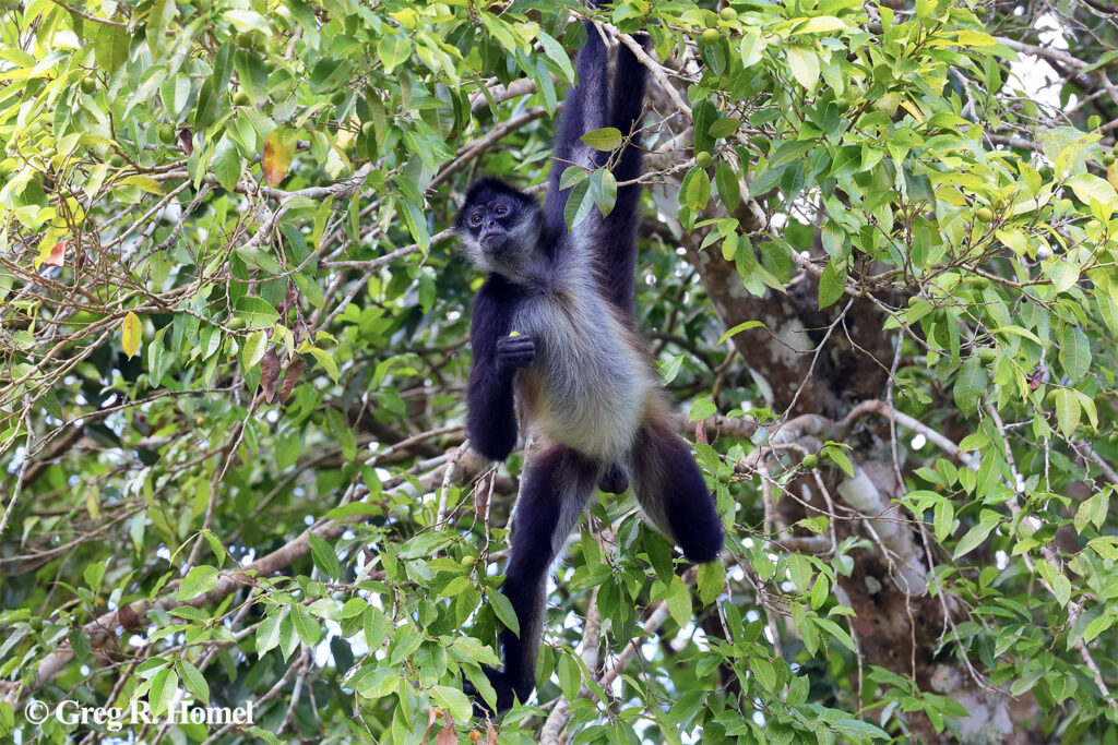Central American Spider-Monkey (endangered); Calakmul, Campeche, Mexico