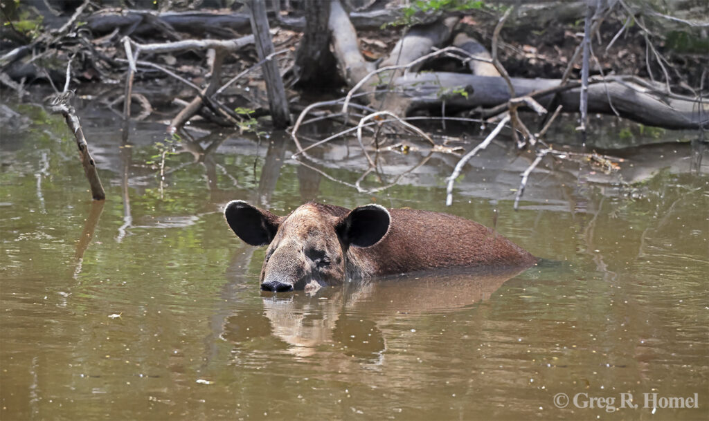 Central American Tapir; access road, Calakmul Biosphere Reserve, Campeche, Mexico