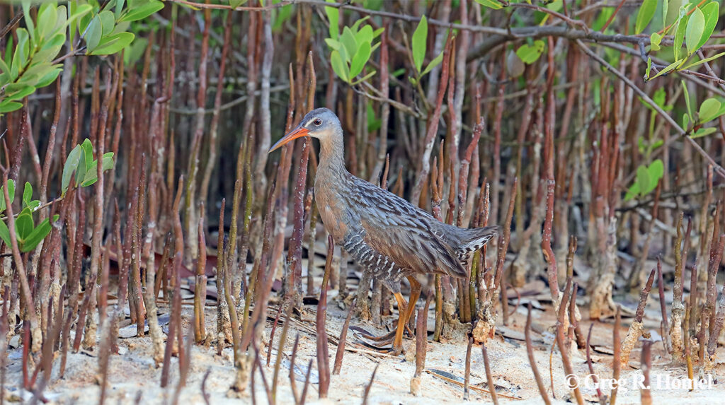 Clapper Rail; Las Coloradas Salt Ponds, Ría Lagartos Natural Park, Yucatán, Mexico