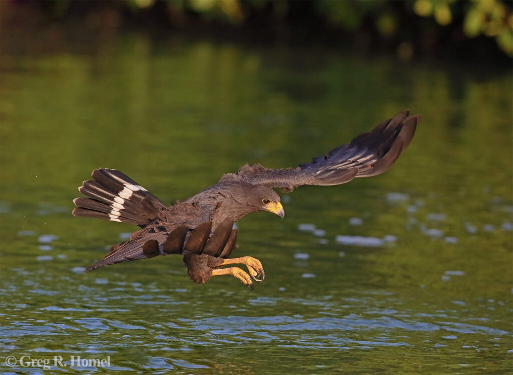 Common Black Hawk; Ría Lagartos Natural Park, Yucatán, Mexico