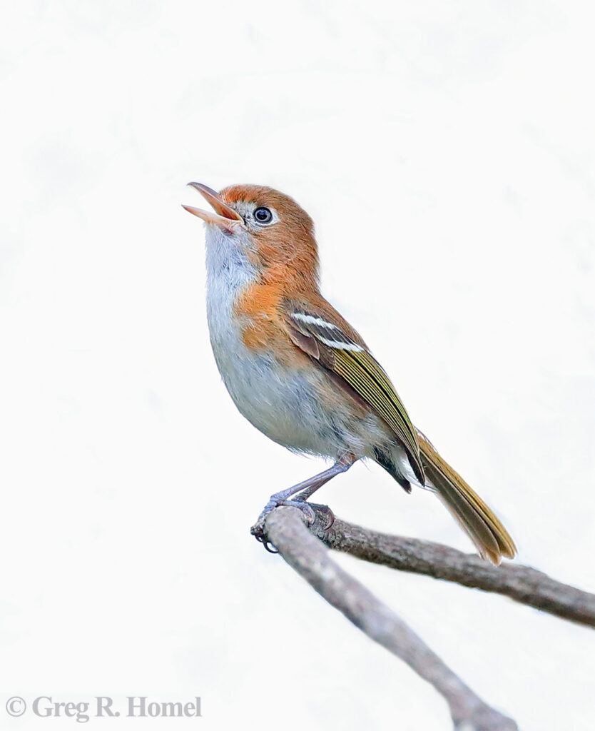 Cozumel Vireo (endemic); Bello Caribe, Isla Cozumel, Mexico