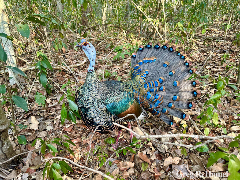 Ocellated Turkey; road to Calakmul, Campeche, Mexico