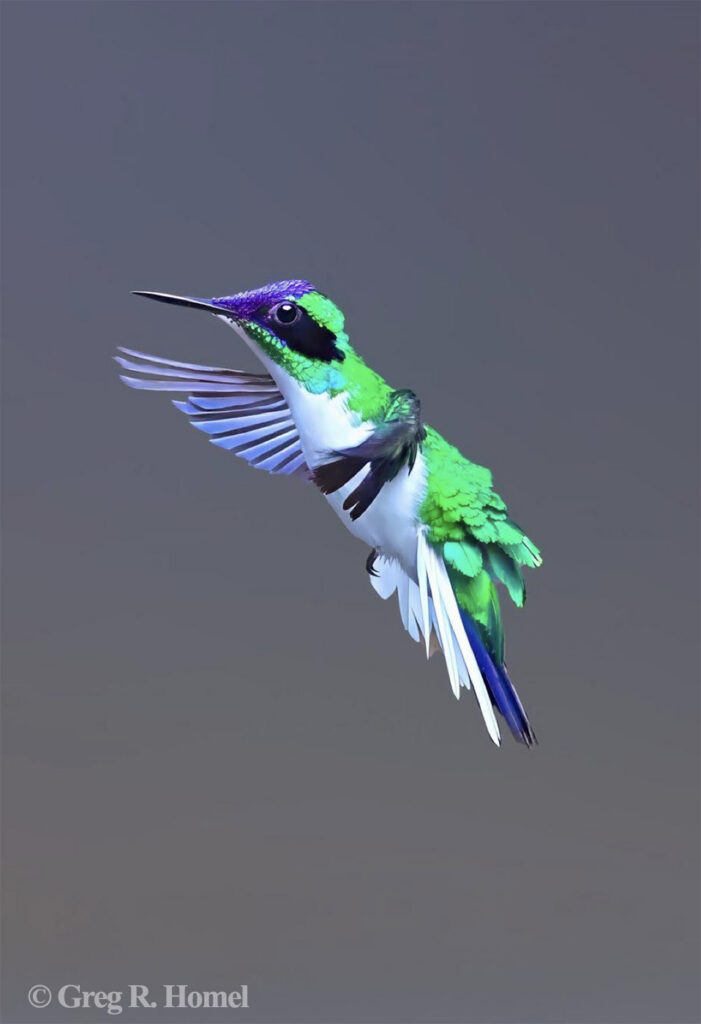 Purple-crowned Fairy