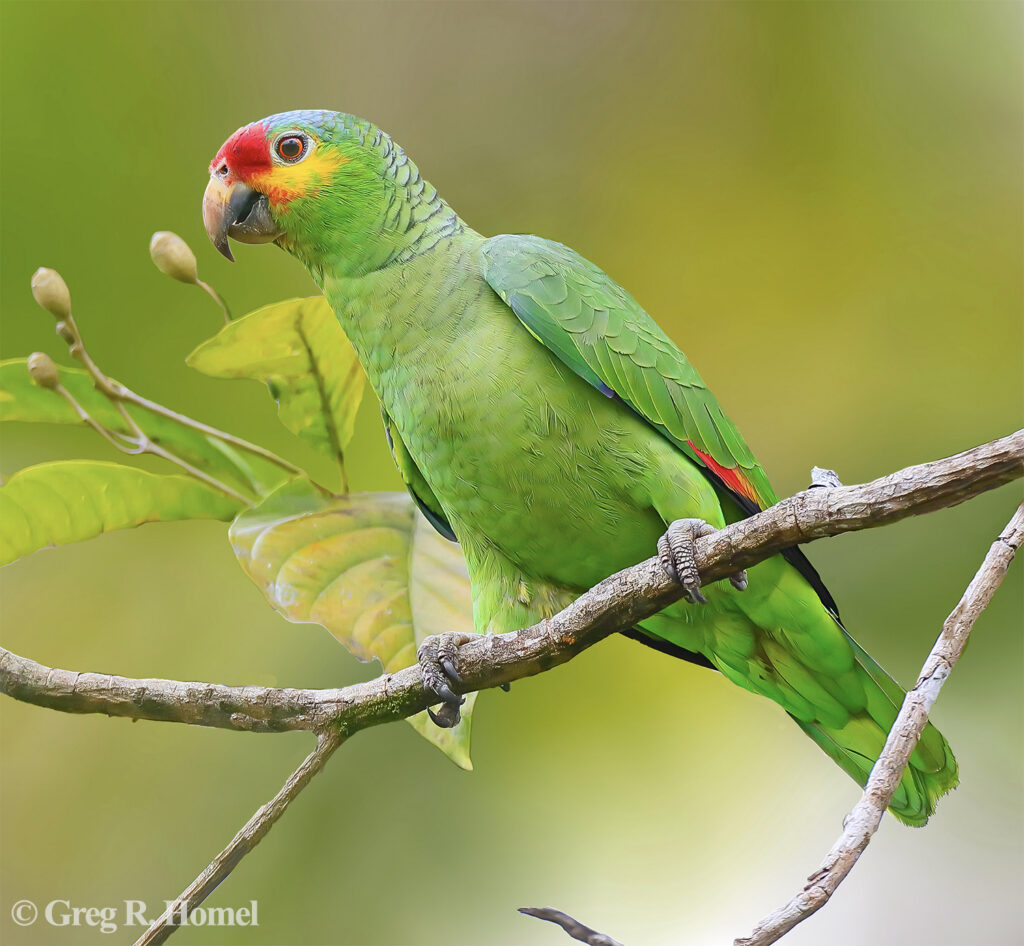 Red-lored Amazon (yellow-cheeked); Calakmul, Campeche, Mexico