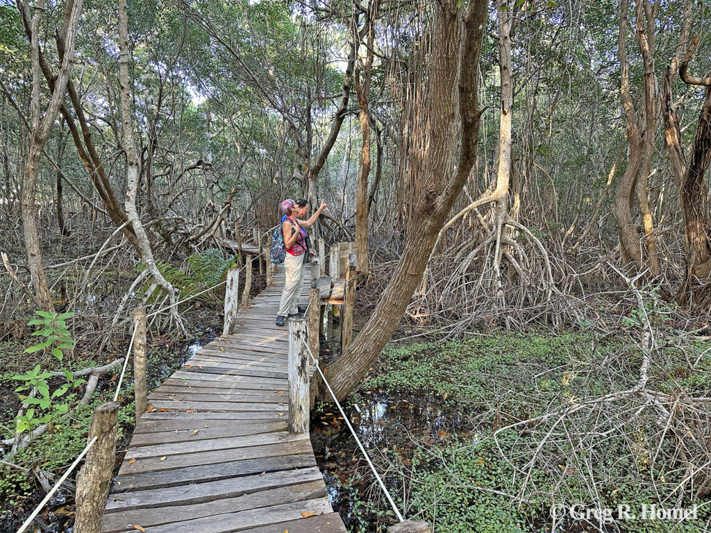 Sendero Petén Mac, Ria Lagartos National Park; Yucatán, Mexico