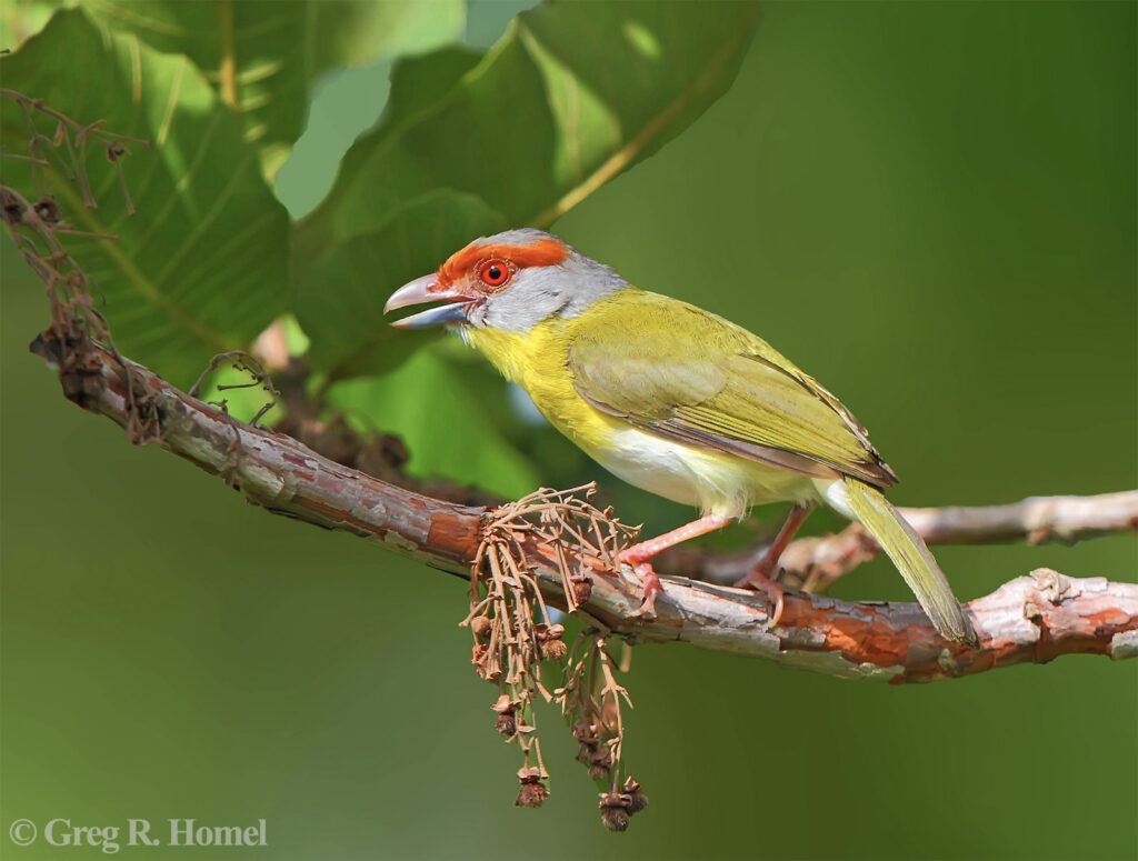 Rufous-browed Peppershrike; Río Lagartos, Yucatán, Mexico