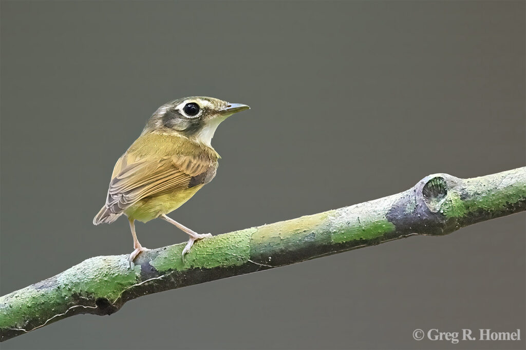 Stub-tailed Spadebill; Calakmul, Campeche, Mexico