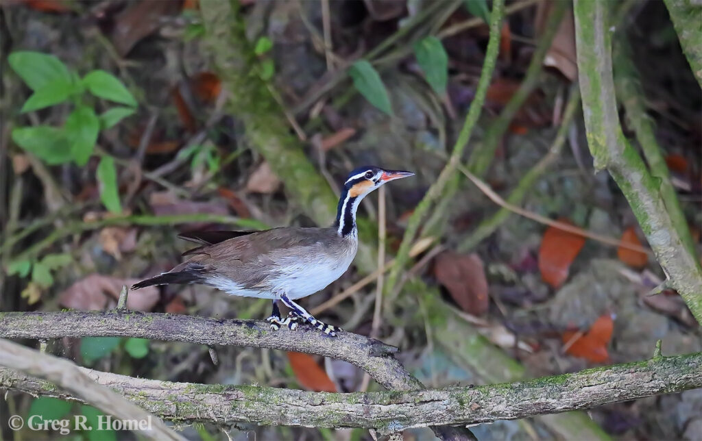 Sungrebe; access road, Calakmul Biosphere Reserve, Campeche, Mexico
