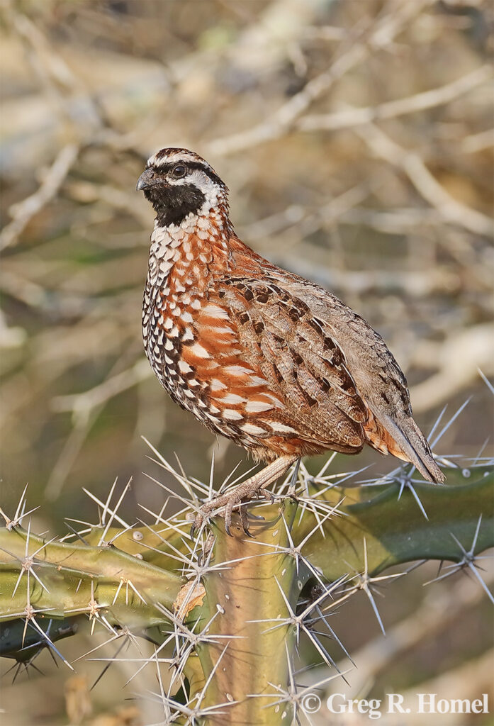 Yucatan Bobwhite (regional endemic); Rancho San Salvador, Yucatán, Mexico
