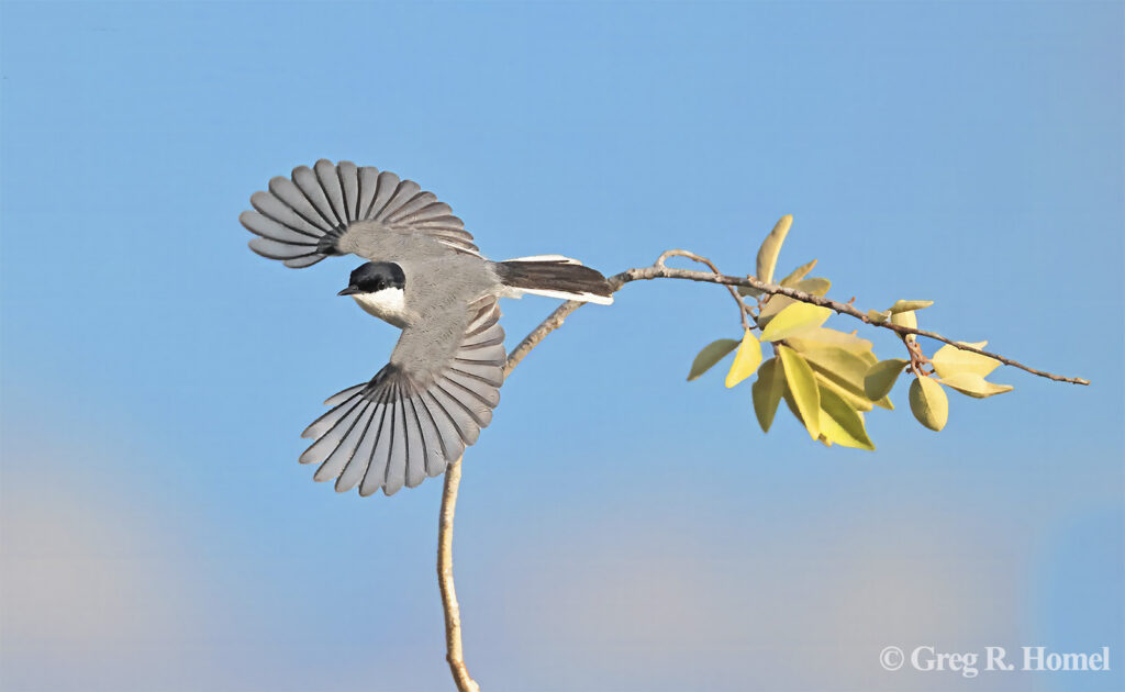 Yucatan Gnatcatcher (endemic); Dzilam de Bravo, Yucatán, Mexico
