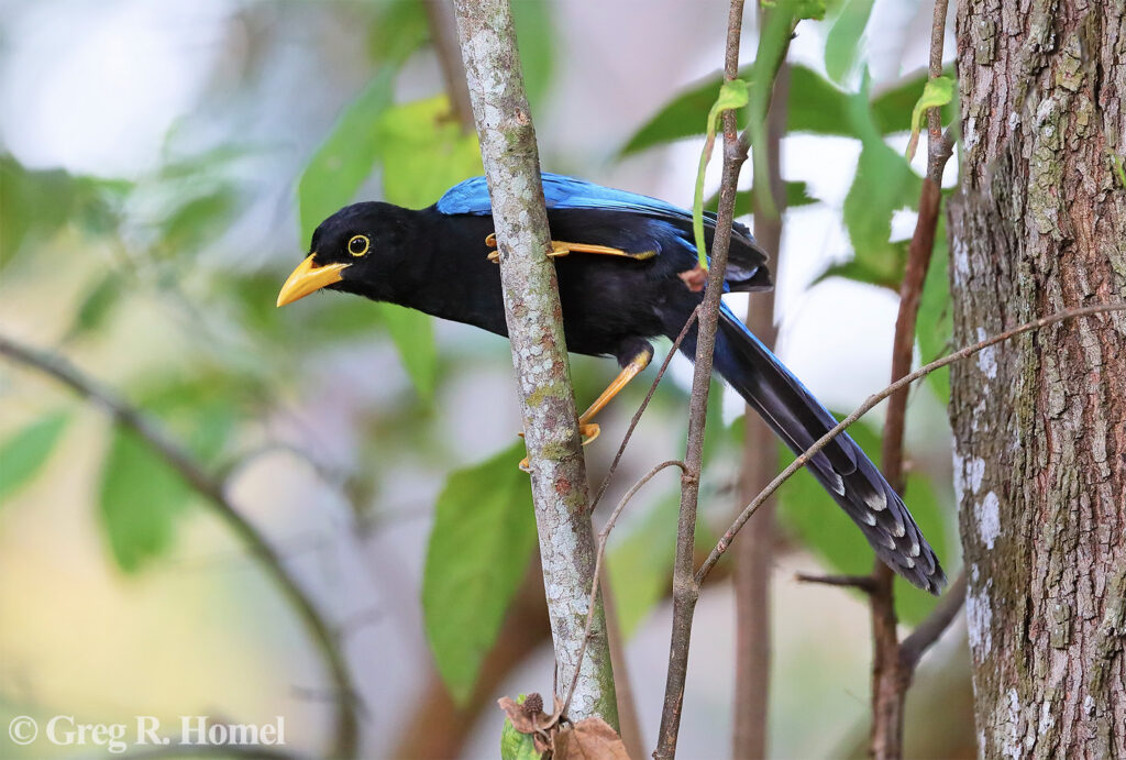 Yucatan Jay (endemic); Campeche, Mexico