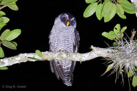 Black-and-White Owl; Mirador Mojoneras, Puerto Vallarta, Jalisco, Mexico