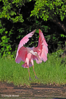 Roseate Spoonbill; Laguna Zoquipan, San Blas, Nayarit, Mexico