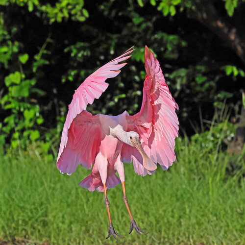 Roseate Spoonbill; Laguna Zoquipan, San Blas, Nayarit, Mexico
