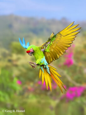 Military Macaw