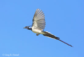 Black-throated Magpie-Jay (endemic); Rancho Primavera, Cabo Corrientes, Jalisco, Mexico