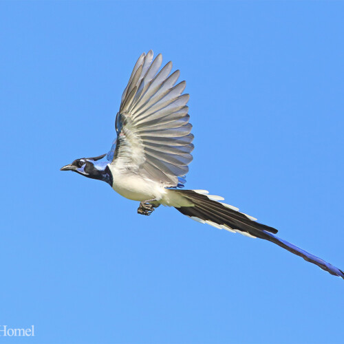 Black-throated Magpie-Jay (endemic); Rancho Primavera, Cabo Corrientes, Jalisco, Mexico