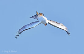 Crane Hawk