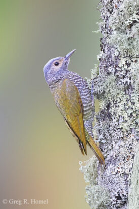 Gray-crowned Woodpecker