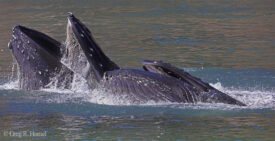 Humpback Whale