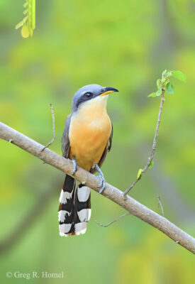 Mangrove Cuckoo