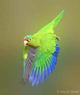 Orange-fronted Parakeet; Rancho Primavera, Cabo Corrientes, Jalisco, Mexico