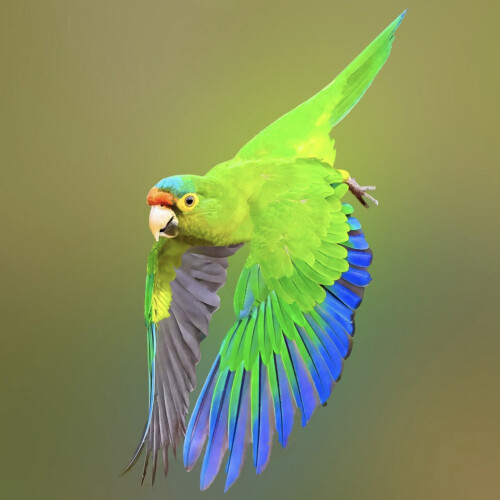 Orange-fronted Parakeet; Rancho Primavera, Cabo Corrientes, Jalisco, Mexico