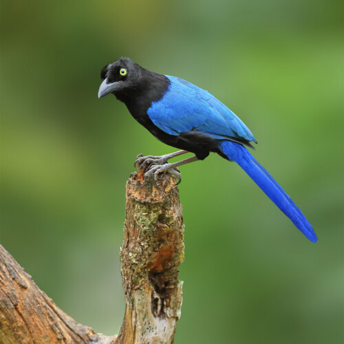 San Blas Jay (endemic); Vallarta Botanical Garden, Cabo Corrientes, Jalisco, Mexico