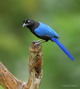 San Blas Jay (endemic); Vallarta Botanical Garden, Cabo Corrientes, Jalisco, Mexico