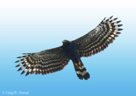 Black Hawk-Eagle