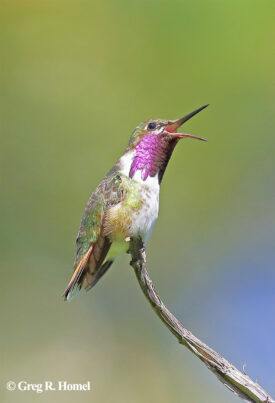 Bumblebee Hummingbird