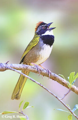 Collared Towhee (endemic); Cerro La Bufa, Sierra Madre Occidental, Jalisco, Mexico