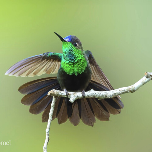Mexican Woodnymph (endemic); Pizota, Cabo Corrientes, Jalisco, Mexico