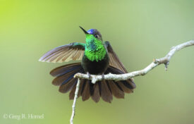Mexican Woodnymph (endemic); Pizota, Cabo Corrientes, Jalisco, Mexico