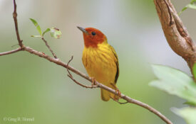 Mangrove Yellow Warbler; Rio San Cristóbal, San Blas, Nayarit, Mexico
