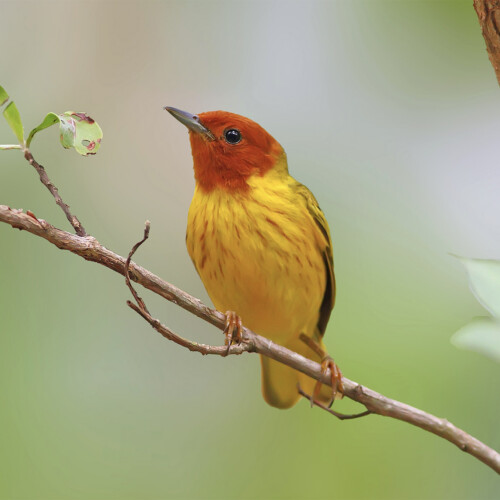 Mangrove Yellow Warbler; Rio San Cristóbal, San Blas, Nayarit, Mexico