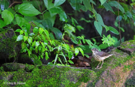 Louisiana Waterthrush