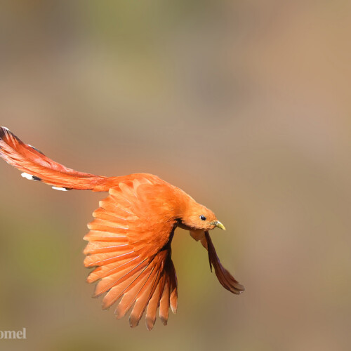 Mexican Squirrel-Cuckoo