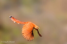 Mexican Squirrel-Cuckoo