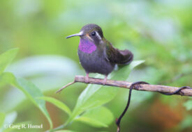 Amethyst-throated Mountain-gem