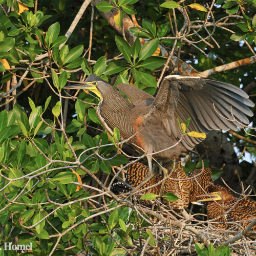 Bare-throated Tiger-Heron; Reserva Biosfera Ria Lagartos, Yucatan, Mexico