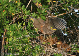Bare-throated Tiger-Heron; Reserva Biosfera Ria Lagartos, Yucatan, Mexico