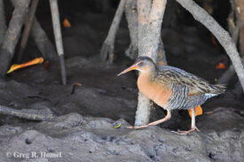 Ridgeway's Rail