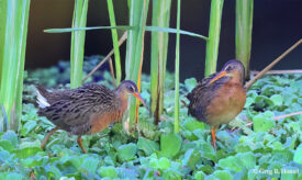 Aztec Rail (endemic); Teuchitlán, Jalisco, Mexico