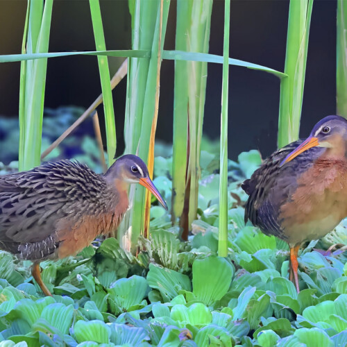 Aztec Rail (endemic); Teuchitlán, Jalisco, Mexico