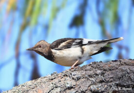 Aztec Thrush