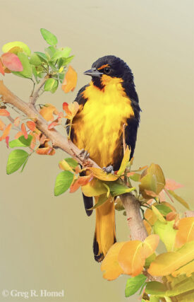 Endemic Black-backed Oriole (endemic); Lago Chapala, Jalisco, Mexico