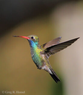 Broad-billed Hummingbird